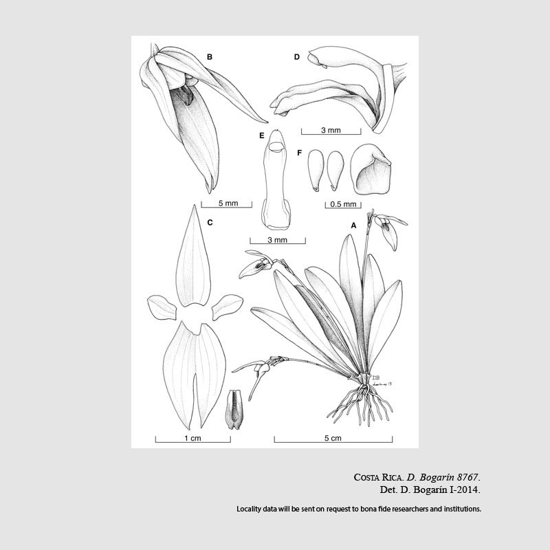 Specklinia icterina